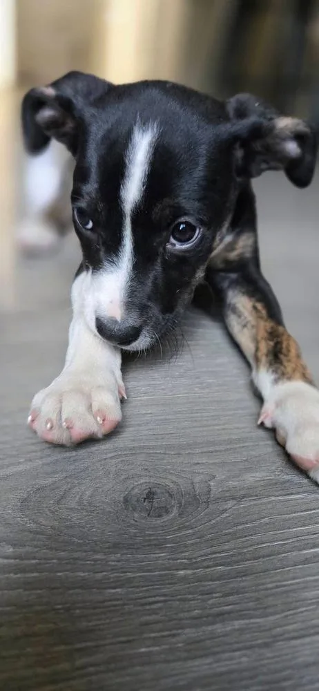 A baby small-sized female Tricolor (Brown, Black, & White) Australian Shepherd dog named Israel for adoption in Colorado Springs, CO
