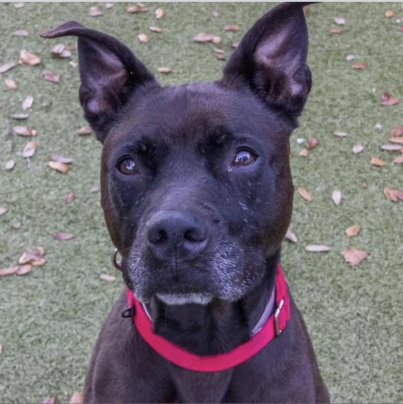 A senior medium-sized female Black Mixed Breed dog named Daisy for adoption in Titusville, FL