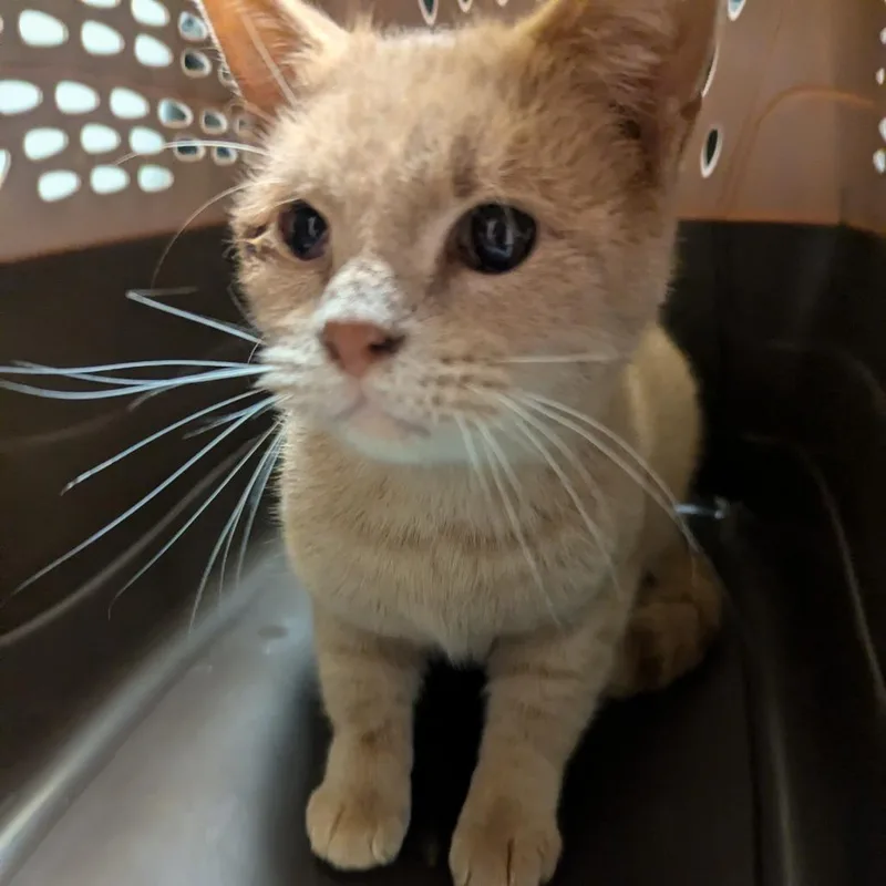 An adult medium-sized male Orange / Red Domestic Short Hair cat named Koala for adoption in Charlottesville, VA
