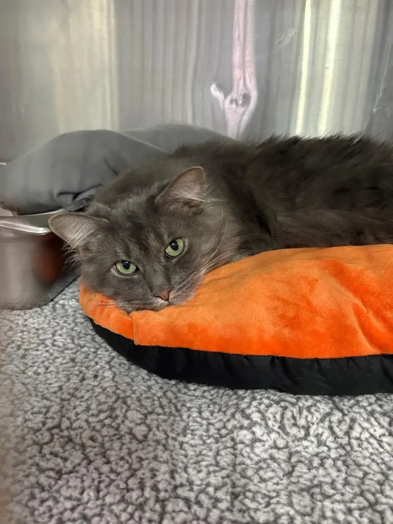 An adult small-sized male Domestic Short Hair cat named Xander for adoption in Pine Grove, PA