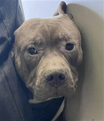 An adult large-sized male Pit Bull Terrier dog named Bingo for adoption in Los Angeles, CA