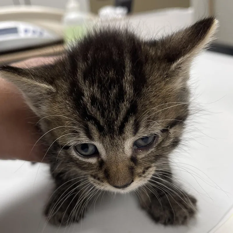 A baby small-sized male Gray / Blue / Silver Domestic Short Hair cat named Sebastian for adoption in Canton, IL