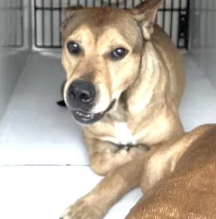 An adult large-sized male German Shepherd Dog dog named Koda for adoption in Houston, TX