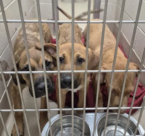 A baby small-sized male Rhodesian Ridgeback dog named Toffee for adoption in Decatur, IL