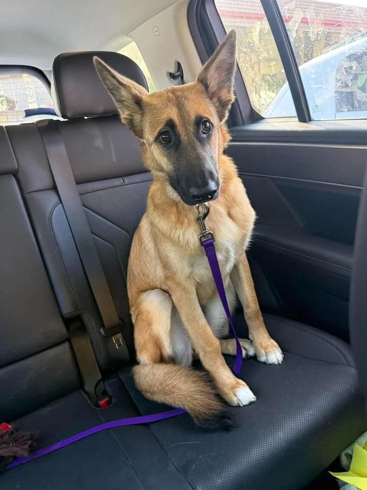 A baby large-sized female German Shepherd Dog dog named Maggie for adoption in Dallas, TX