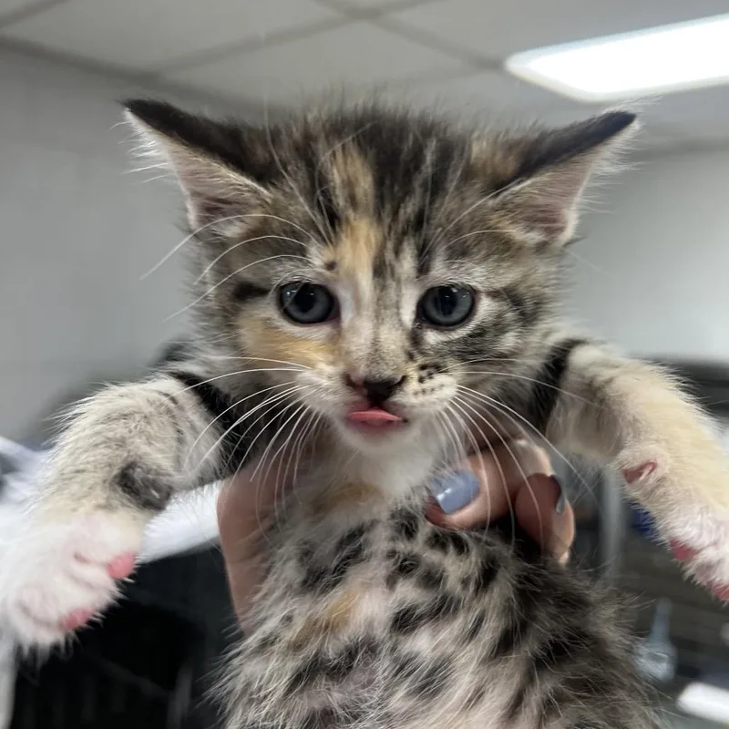 A baby small-sized female Calico Domestic Short Hair cat named MarbeanC for adoption in East Saint Louis, IL