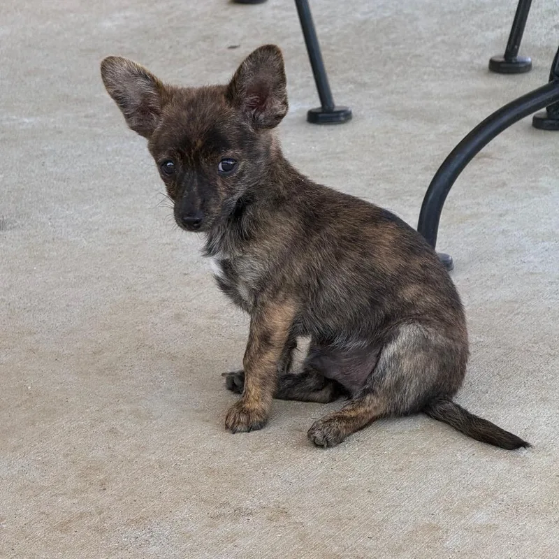 A baby small-sized male Brindle Chihuahua dog named Rollo for adoption in Southside, TN