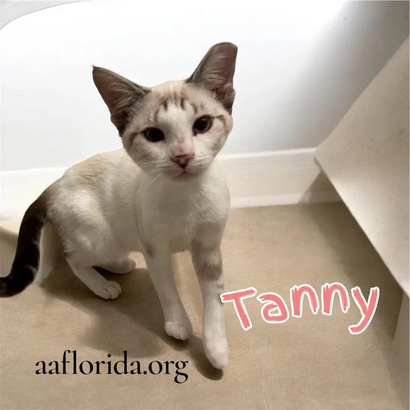 A young medium-sized female Buff / Tan / Fawn Siamese cat named Tanny for adoption in Pensacola, FL