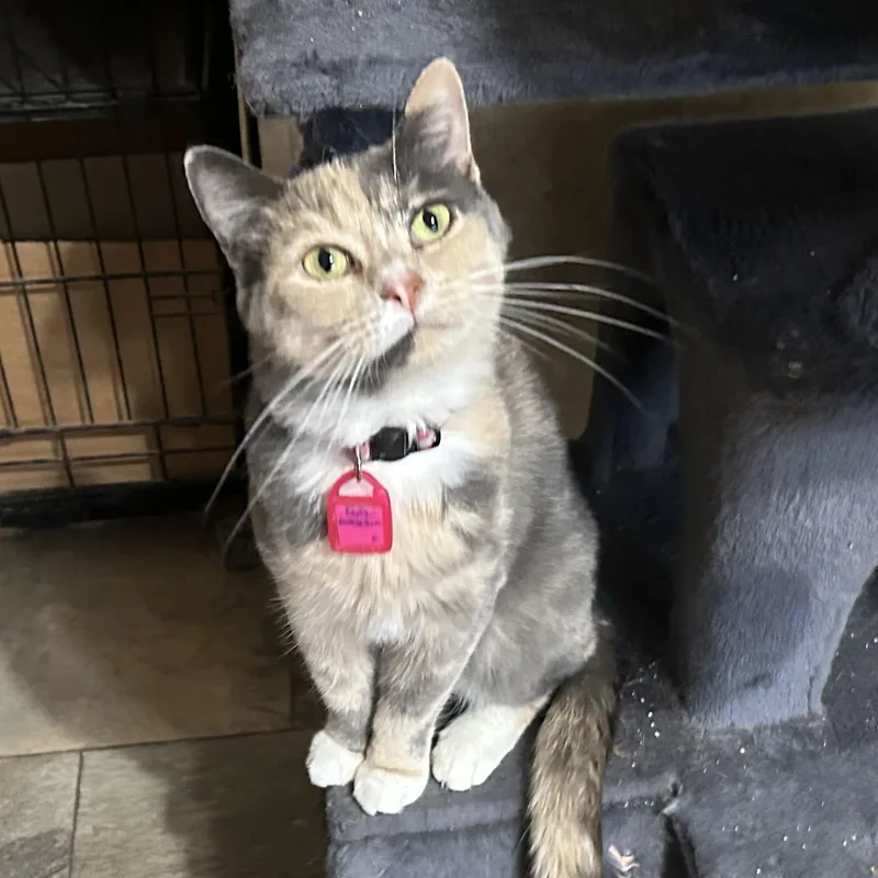 An adult small-sized female Dilute Calico Domestic Short Hair cat named Lady Antebellum for adoption in La Salle, IL