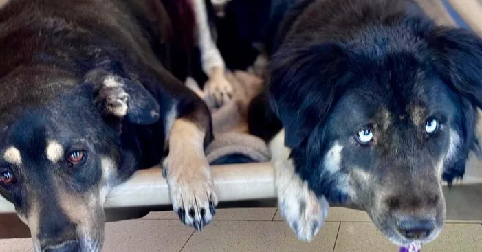 Precious thumbnail 2