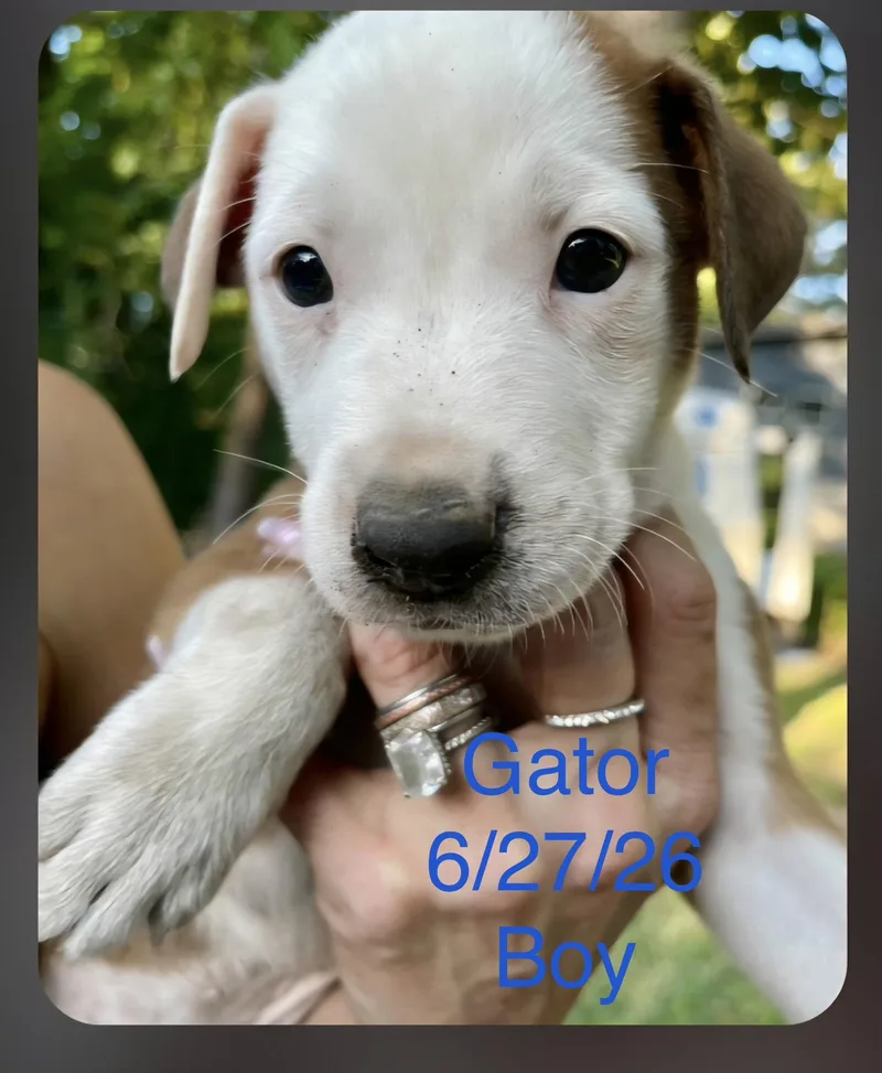 Gator