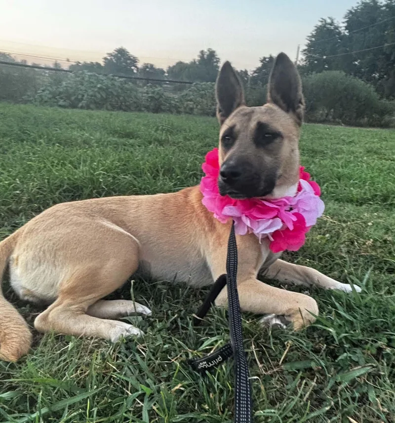 A young medium-sized female Mixed Breed dog named Chili for adoption in Okemah, OK