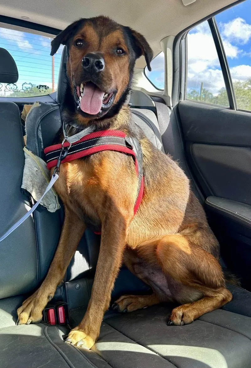 An adult large-sized male Brown / Chocolate Rottweiler dog named Kc for adoption in Tucson, AZ