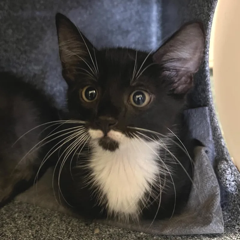 A baby small-sized male Black Domestic Short Hair cat named Boots for adoption in Naples, FL