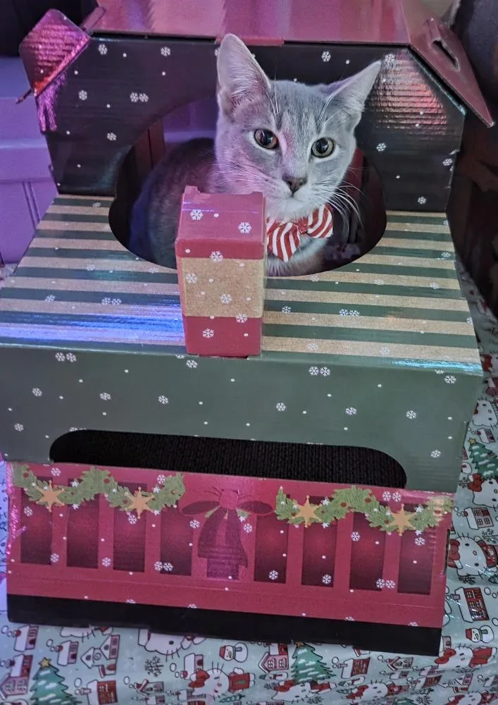 Finleigh thumbnail 4