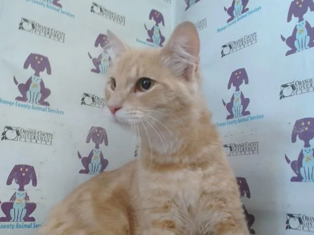 A young small-sized male Domestic Medium Hair cat named El Nino for adoption in Orlando, FL