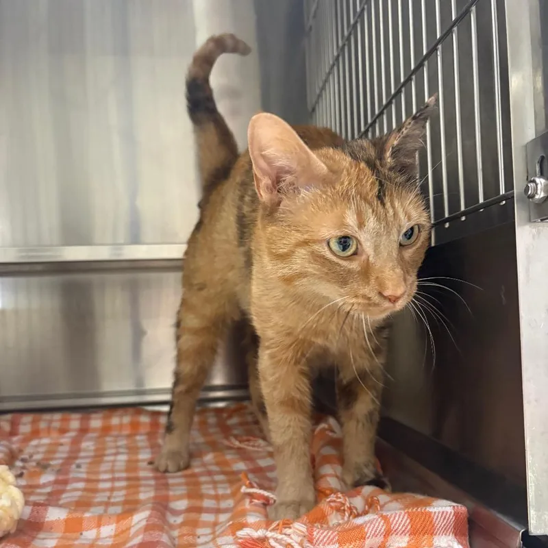 An adult medium-sized female Orange / Red Domestic Short Hair cat named Parsley for adoption in Springfield, IL