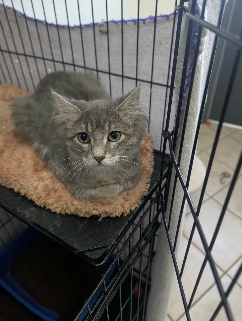 A baby medium-sized female Tabby cat named Pixie for adoption in Grand Junction, CO