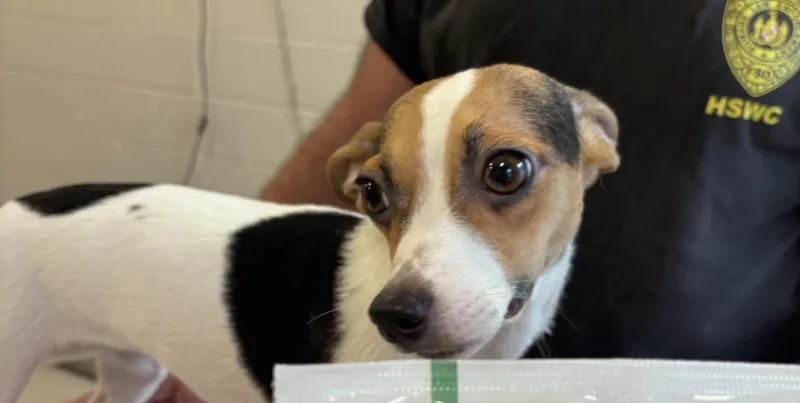A young small-sized female Chihuahua dog named Cimarron for adoption in Hagerstown, MD