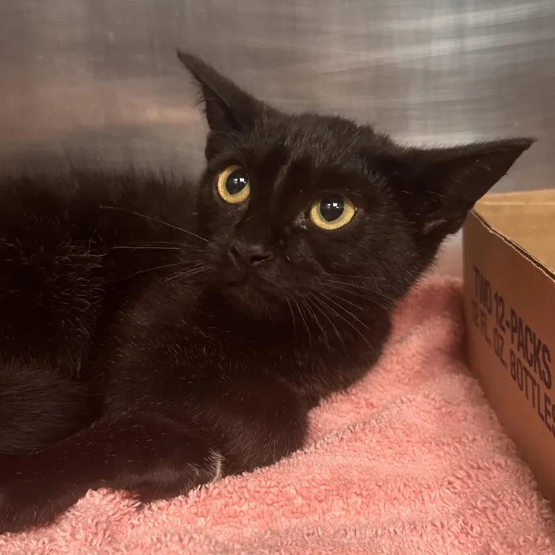 A baby small-sized male Black Domestic Short Hair cat named Jalapeno for adoption in Newark, NJ