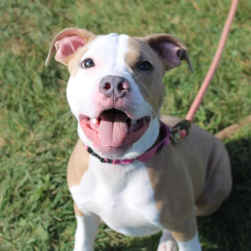 A baby small-sized male Brown / Chocolate Pit Bull Terrier dog named Frankie for adoption in Champaign, IL