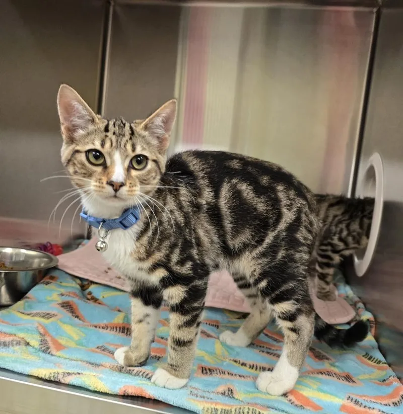 A young medium-sized male Domestic Short Hair cat named Meowvin for adoption in Dickson, TN