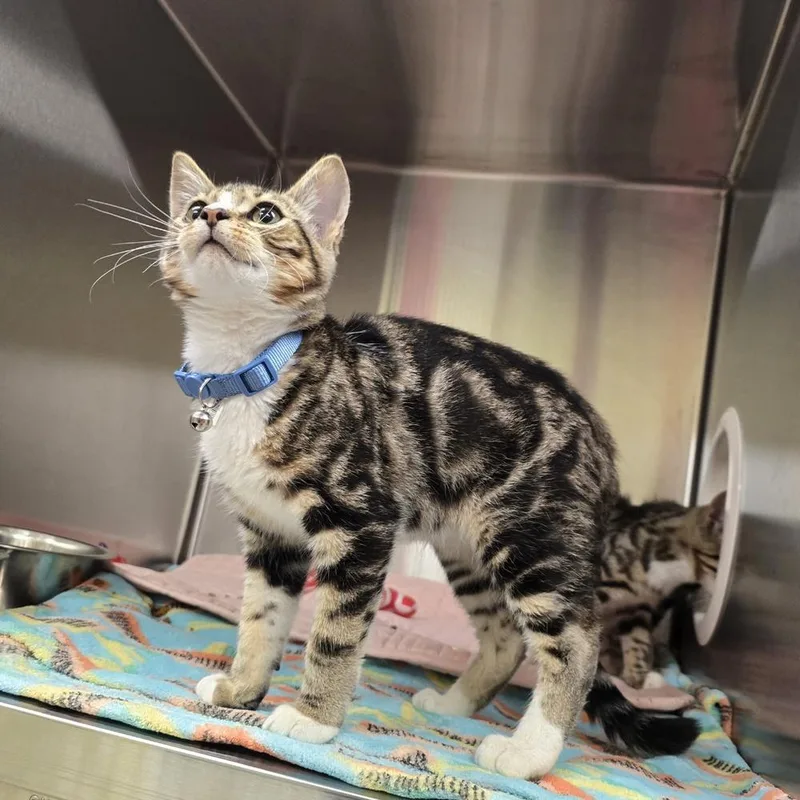 Meowvin thumbnail 2