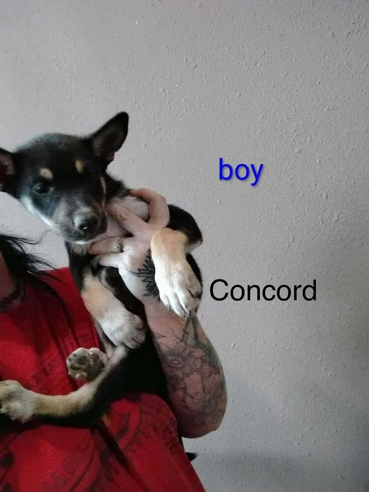 Concord thumbnail 2