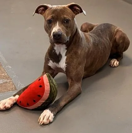 An adult large-sized female Pit Bull Terrier dog named Georgia for adoption in New Orleans, LA