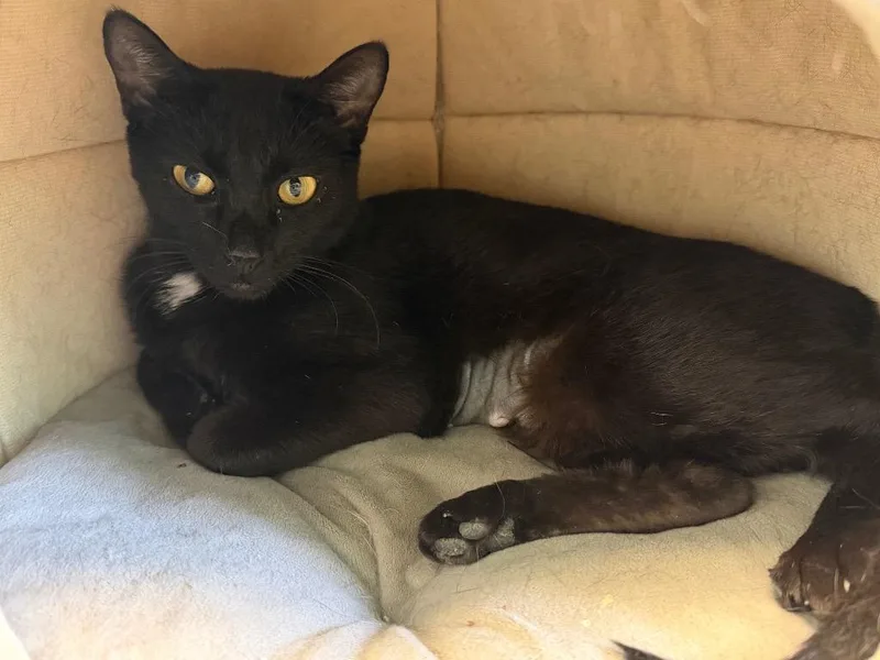 A young small-sized female Domestic Short Hair cat named Kalli for adoption in Cape Coral, FL