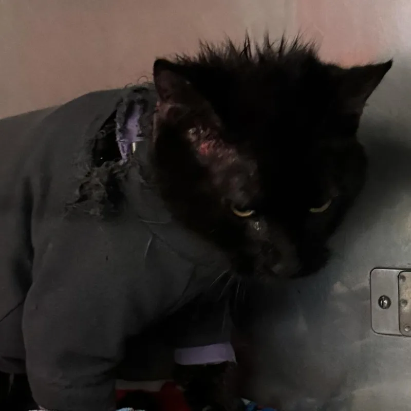 Salem
