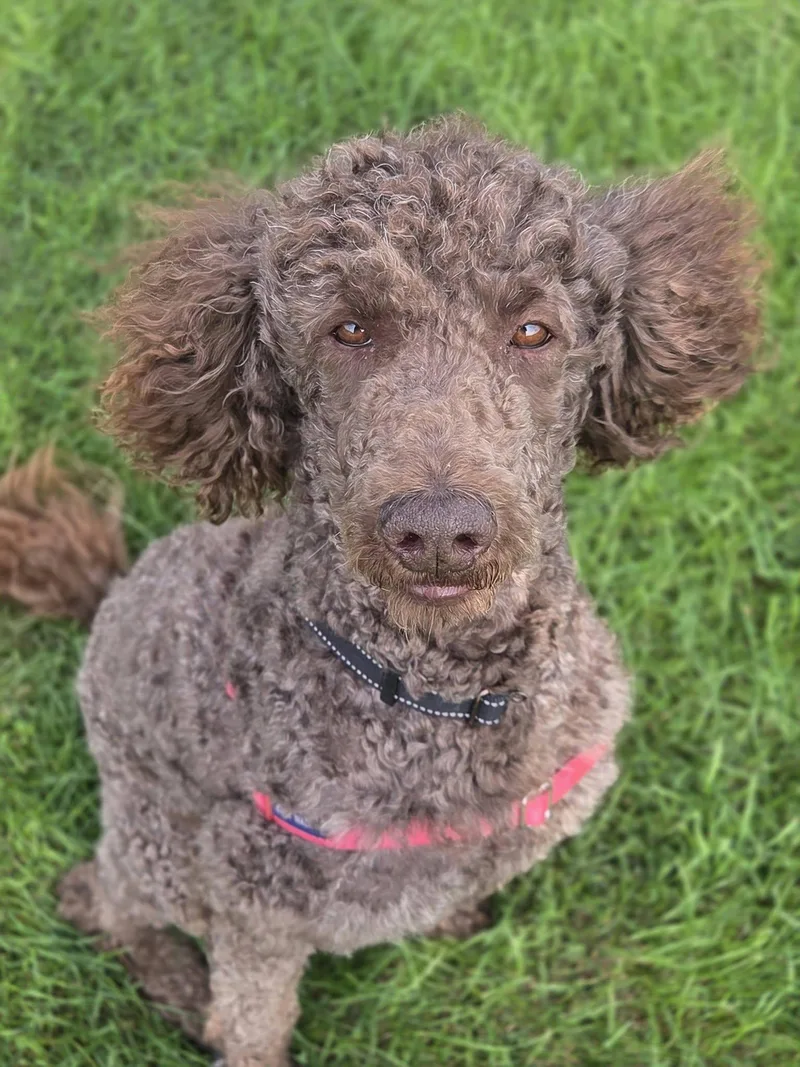An adult medium-sized male Poodle dog named Cash for adoption in Hartland, WI