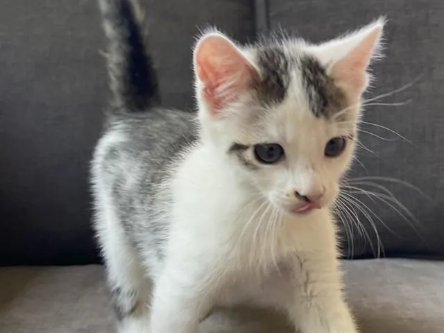 A baby small-sized male Domestic Short Hair cat named Messi for adoption in Palo Alto, CA