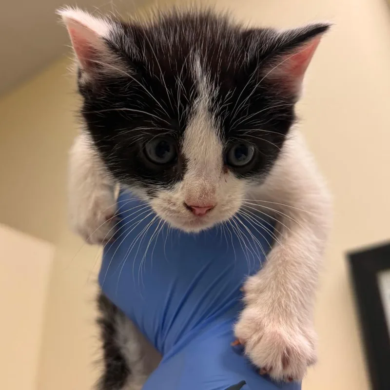 A baby small-sized male Black Domestic Short Hair cat named Bryan for adoption in Lynchburg, VA