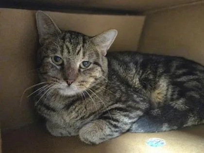 An adult medium-sized male Domestic Short Hair cat named Specularite for adoption in Westland, MI