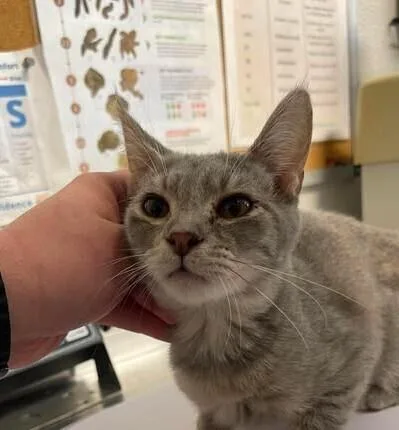 A baby medium-sized female Tortoiseshell Domestic Short Hair cat named Eira for adoption in Bolivar, MO
