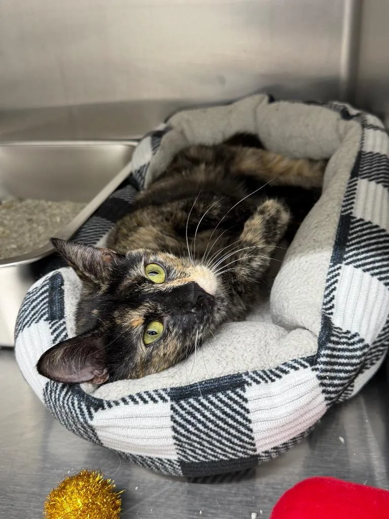 A young large-sized female Domestic Short Hair cat named Tootsie for adoption in Glenfield, NY