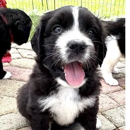 A baby large-sized female Black Saint Bernard dog named Eden for adoption in Santa Rosa, CA