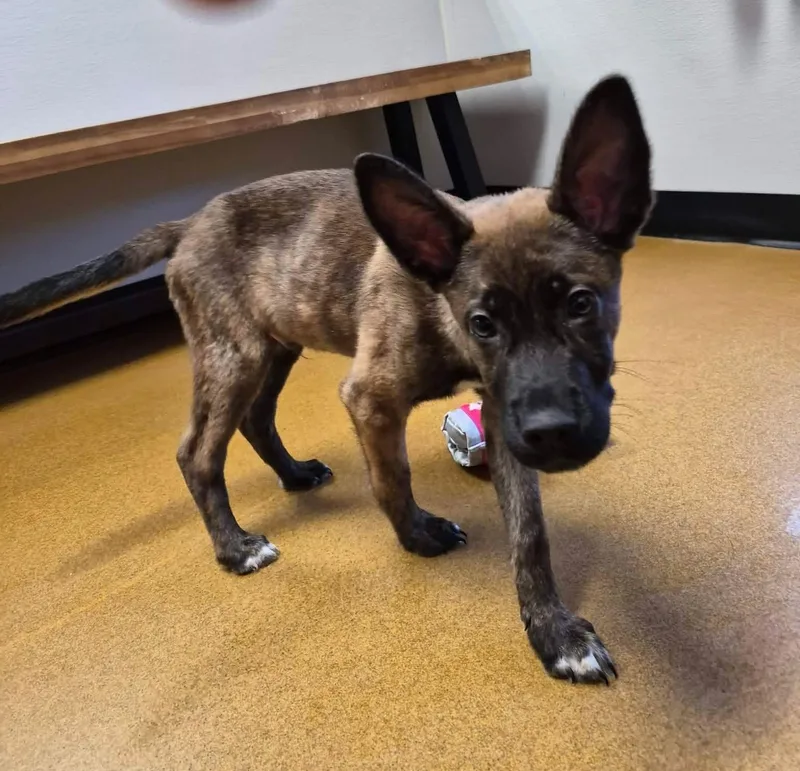 A baby large-sized male Brindle Dutch Shepherd dog named Bear for adoption in Maryville, MO