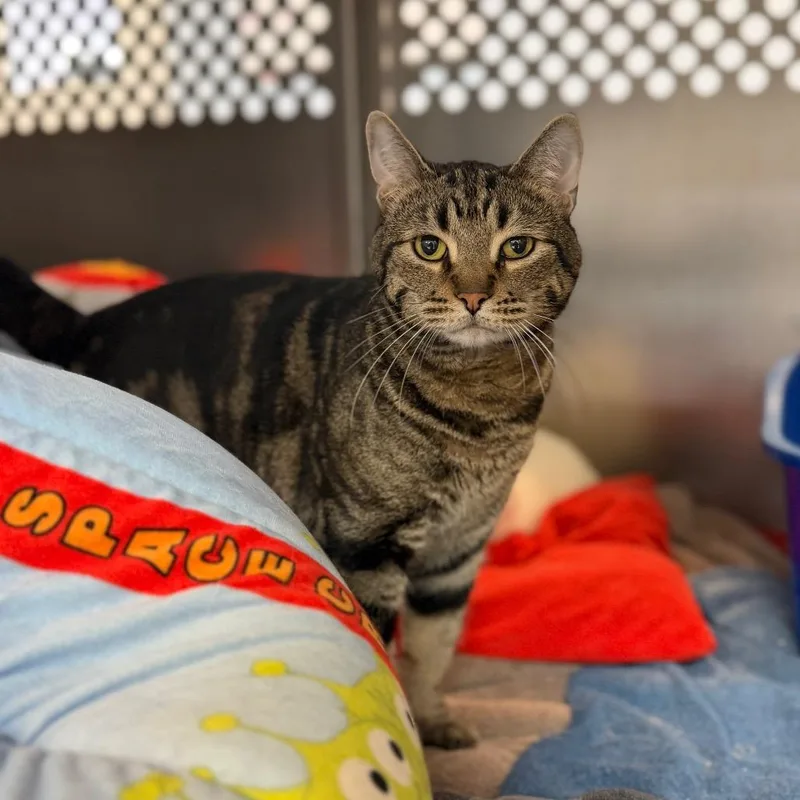 A senior large-sized male Domestic Short Hair cat named Comet for adoption in Portage, MI