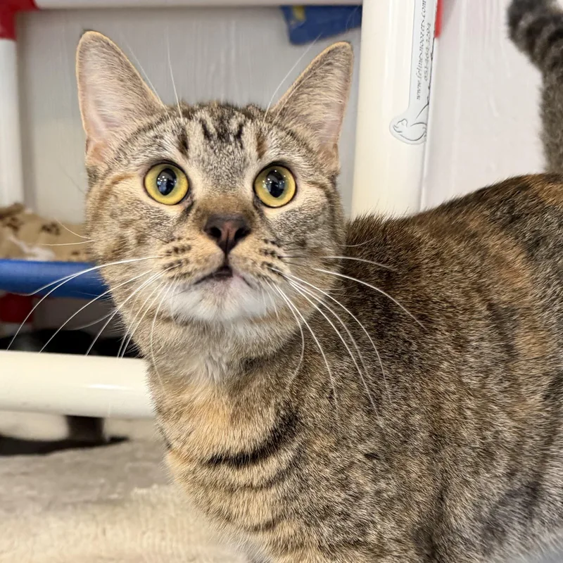 A young medium-sized female Tabby (Buff / Tan / Fawn) Domestic Short Hair cat named Lana for adoption in Latrobe, PA