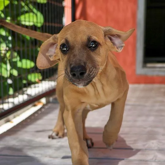 A baby medium-sized female Yellow / Tan / Blond / Fawn Hound dog named Puddles for adoption in Bradenton, FL