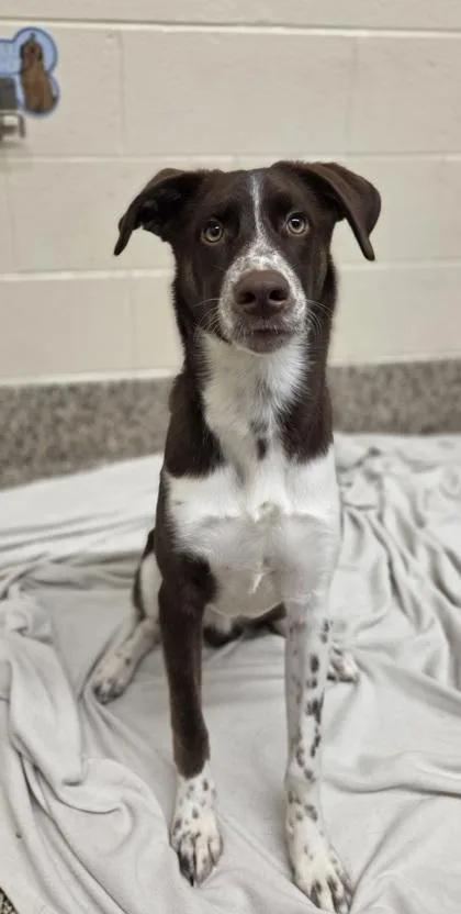 A young medium-sized male Border Collie dog named Remy for adoption in Westland, MI