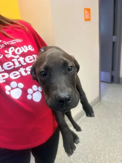 A young large-sized female Labrador Retriever dog named Latte for adoption in Kansas City, MO
