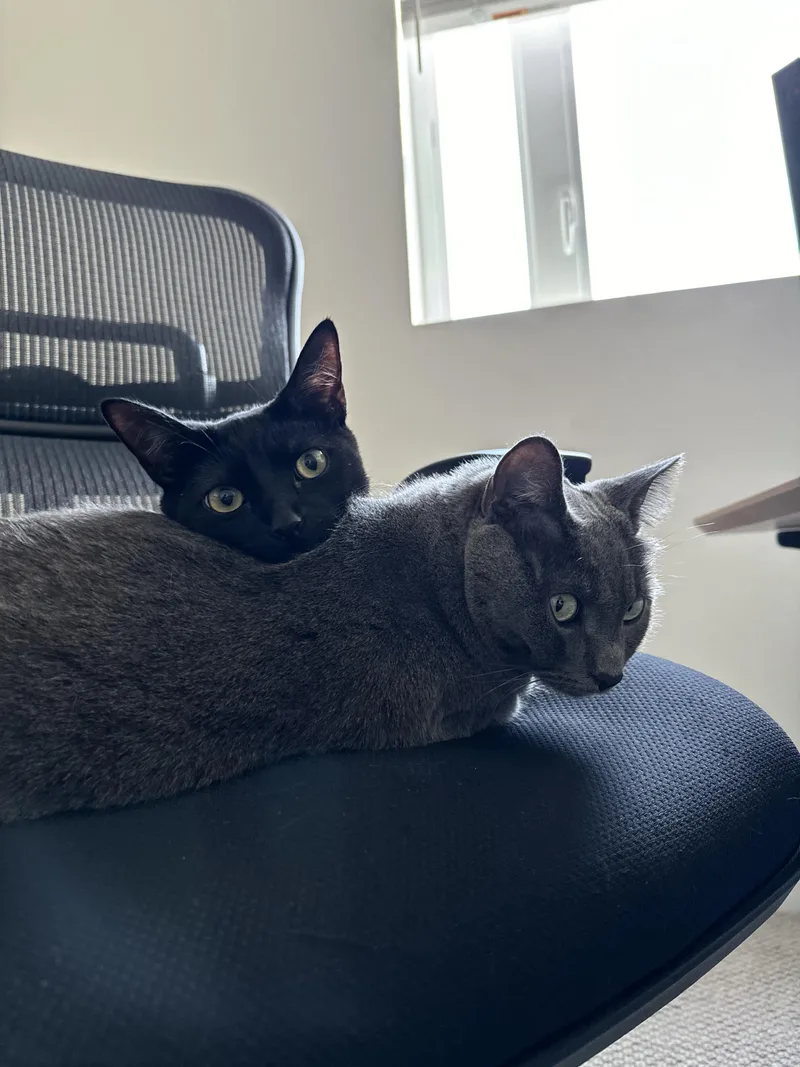 A young medium-sized male Black Domestic Short Hair cat named Bondi And Ada for adoption in Palo Alto, CA