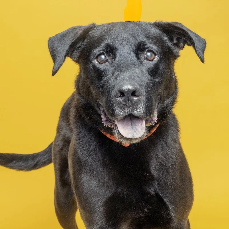 A senior large-sized male Black Mixed Breed dog named Wallen for adoption in Franklin, TN