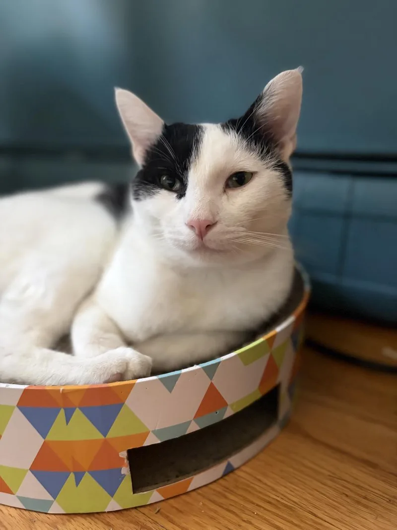 A young medium-sized male Black & White / Tuxedo Domestic Short Hair cat named Tazo for adoption in Stamford, CT