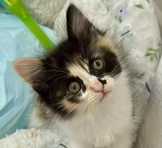 A baby medium-sized female Domestic Medium Hair cat named Pecan Turtle for adoption in San Jose, CA