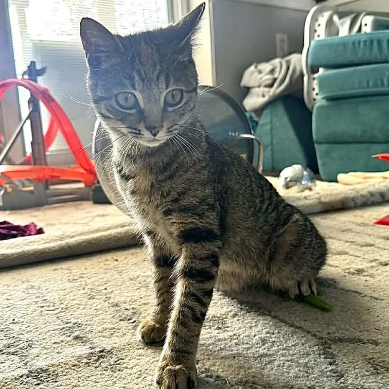 A young small-sized female Torbie Domestic Short Hair cat named Twix for adoption in Manheim, PA