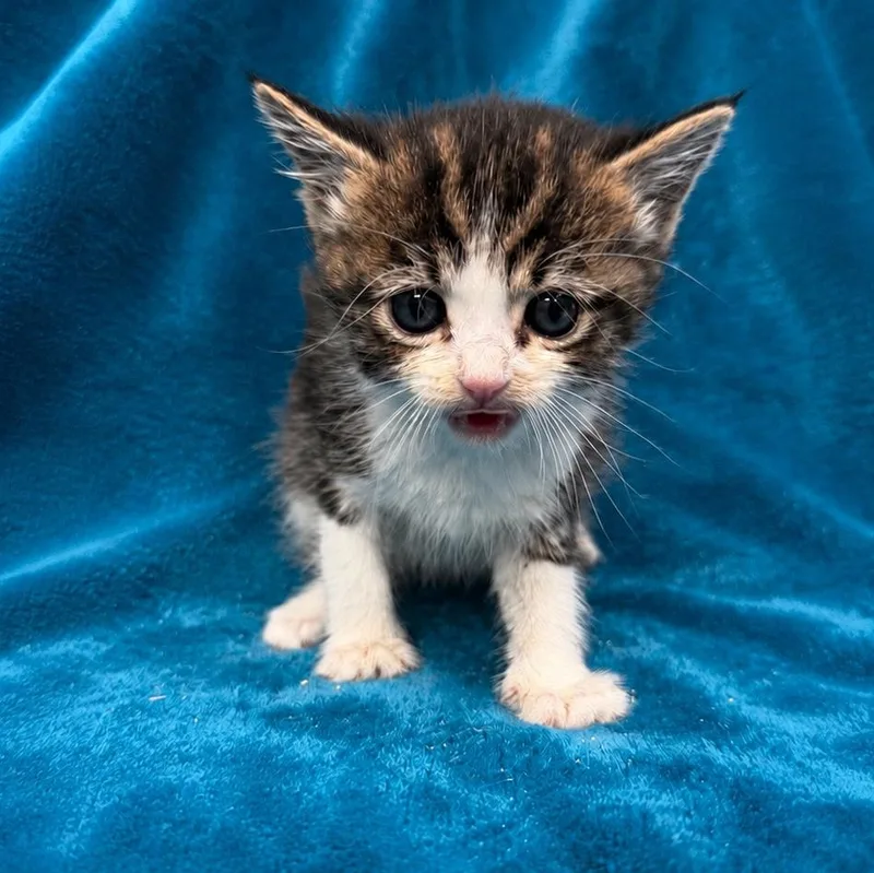 A young medium-sized female Domestic Short Hair cat named Daisy for adoption in Oakdale, CA